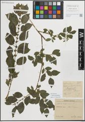 Foto von Salix myrsinifolia Salisb.